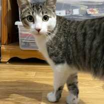 Thumbnail photo of Elmer #2