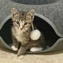 Thumbnail photo of Bront #1