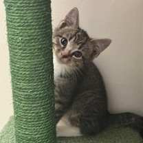 Thumbnail photo of Bront #3