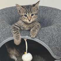 Thumbnail photo of Tovah #1