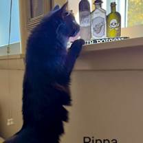 Thumbnail photo of Pippa C Socia #2