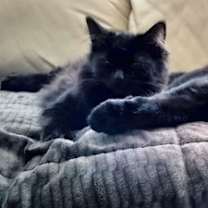 Thumbnail photo of Pippa C Socia #3