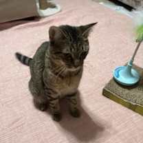 Thumbnail photo of Ophelia- Female cat #4