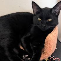 Thumbnail photo of Shuri #1