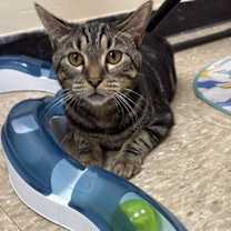 Thumbnail photo of Ambrosia #4