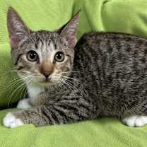 Thumbnail photo of Nico #1