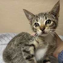 Thumbnail photo of Nico #2