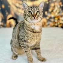 Thumbnail photo of Frankie #1