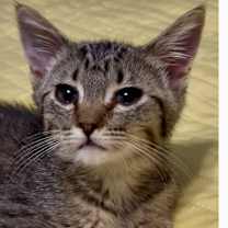 Thumbnail photo of Frankie #2