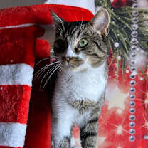 Thumbnail photo of Grapico #1