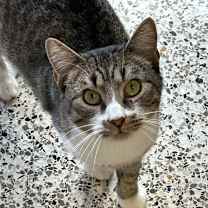 Thumbnail photo of Grapico #3