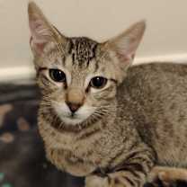 Thumbnail photo of Milo #lovey-dovey #3