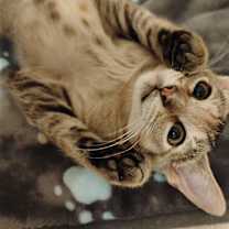 Thumbnail photo of Milo #lovey-dovey #4