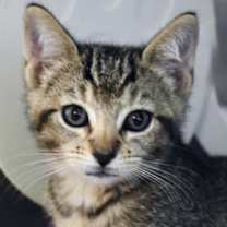 Thumbnail photo of Summer #1