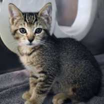 Thumbnail photo of Summer #2