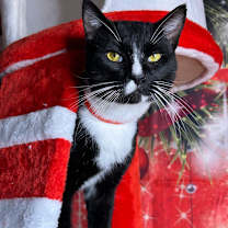 Thumbnail photo of Root Beer #1