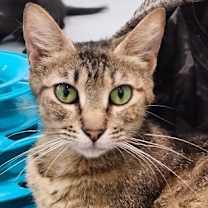 Thumbnail photo of Margarita #2