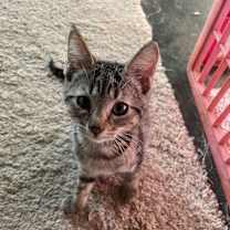 Thumbnail photo of Samara #2