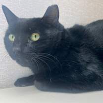 Thumbnail photo of Mr. Peabody #1