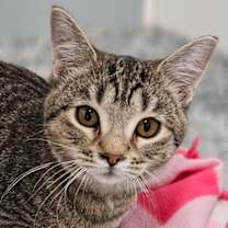 Thumbnail photo of Harry (bonded to Oakley) #3