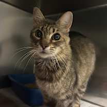 Thumbnail photo of Elon #2