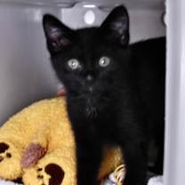 Thumbnail photo of Niko #2