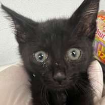 Thumbnail photo of Niko #3