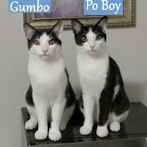 Thumbnail photo of Gumbo #1