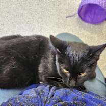 Thumbnail photo of Claudia Black #3