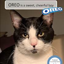 Thumbnail photo of Oreo #1