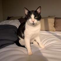 Thumbnail photo of Oreo #2