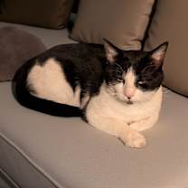 Thumbnail photo of Oreo #3