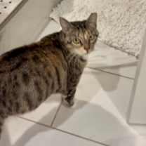 Thumbnail photo of Socks #2