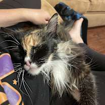 Thumbnail photo of Mocha #3