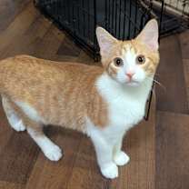 Thumbnail photo of Dipper #2