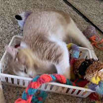 Thumbnail photo of Zen & Benny #3