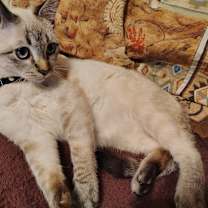 Thumbnail photo of Luna #1