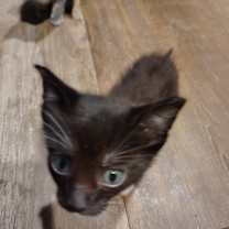 Thumbnail photo of Luna #2