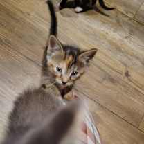 Thumbnail photo of Luna #3