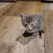 Thumbnail photo of Luna #4