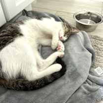 Thumbnail photo of Rogue #3