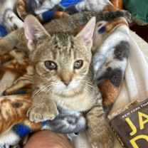 Thumbnail photo of Petrie #1