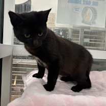 Thumbnail photo of Zorro #3