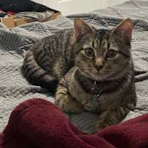 Thumbnail photo of Pushkin #2