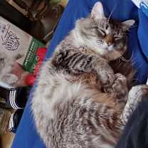 Thumbnail photo of Trashboat #1