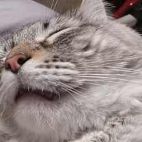 Thumbnail photo of Trashboat #3