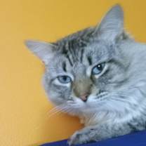 Thumbnail photo of Trashboat #4