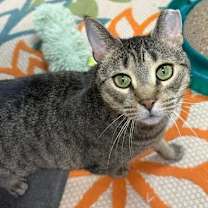 Thumbnail photo of Verde #1