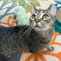 Thumbnail photo of Verde #2