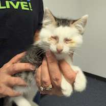 Thumbnail photo of Jedi AKA Ray Ray #2